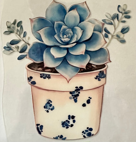 Succulent Pot 081