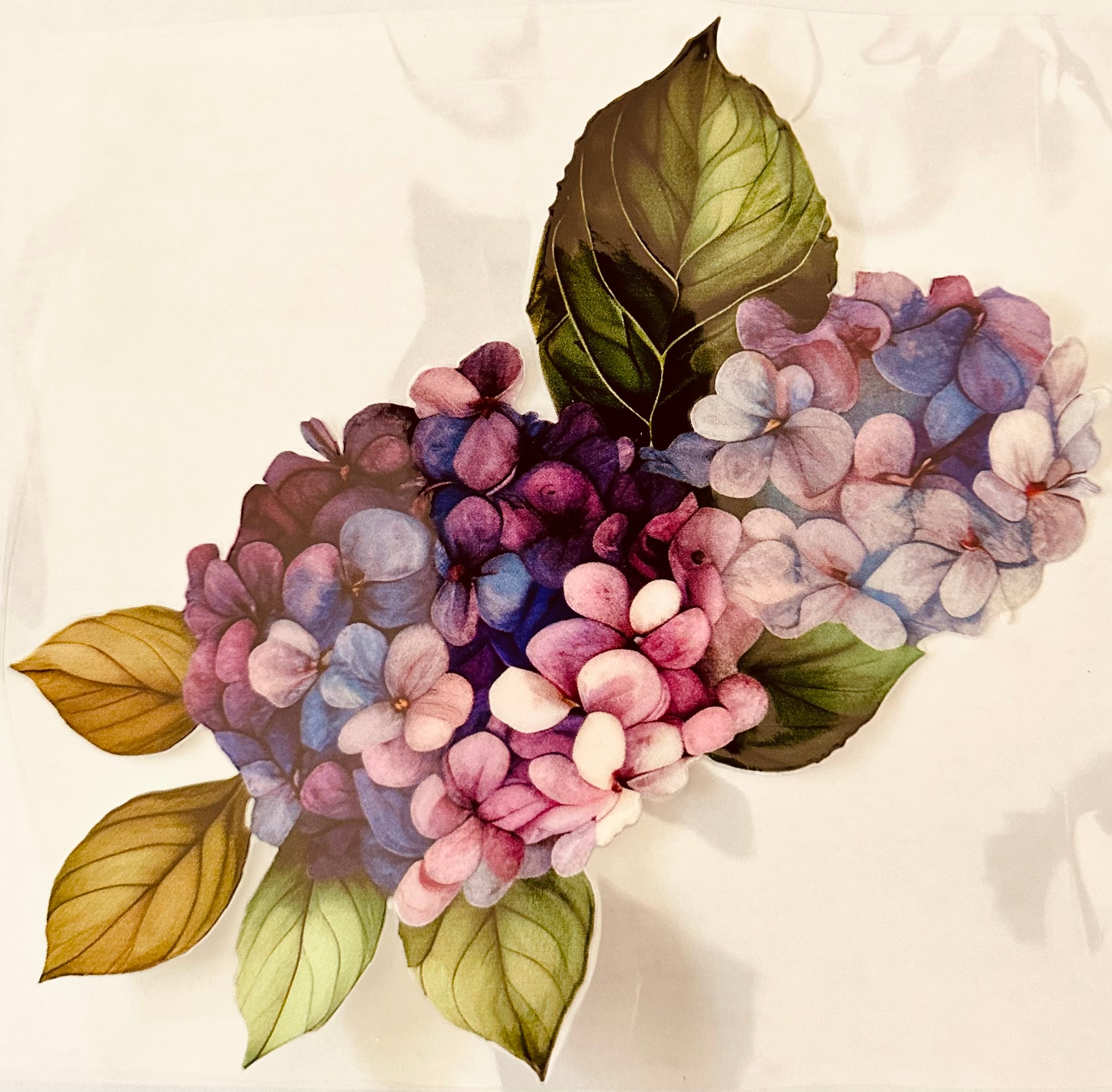 Hydrangeas 108