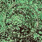 August Entire Collection