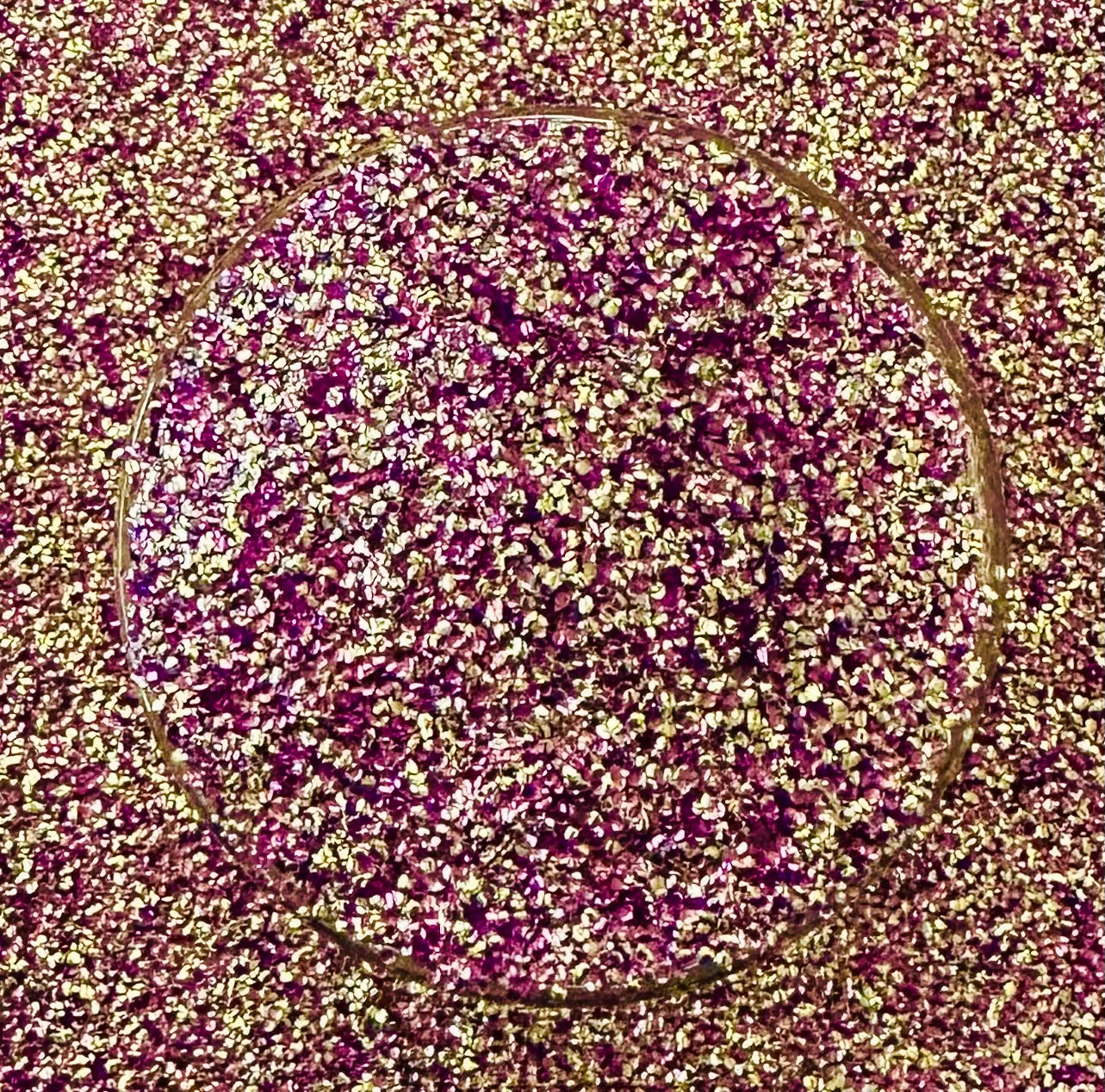 Pansy (Bubble Glitter)