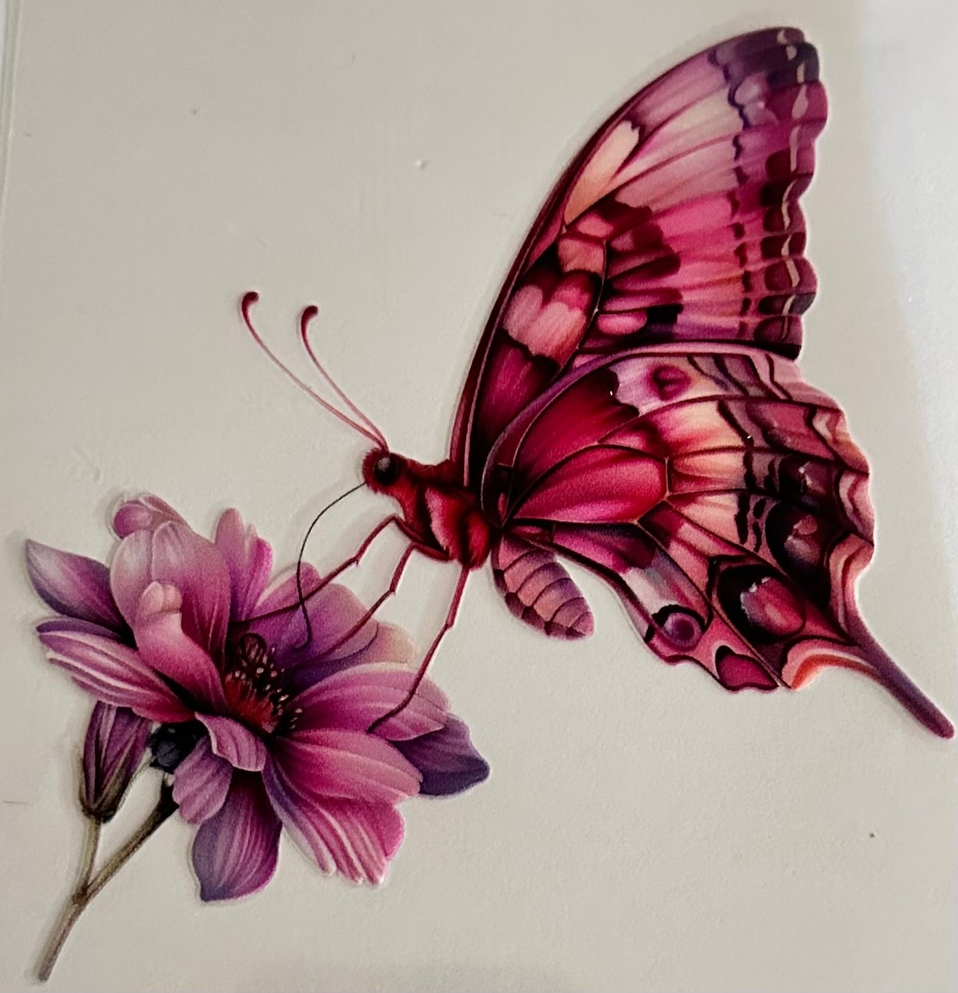 Pink Butterfly with flower 054
